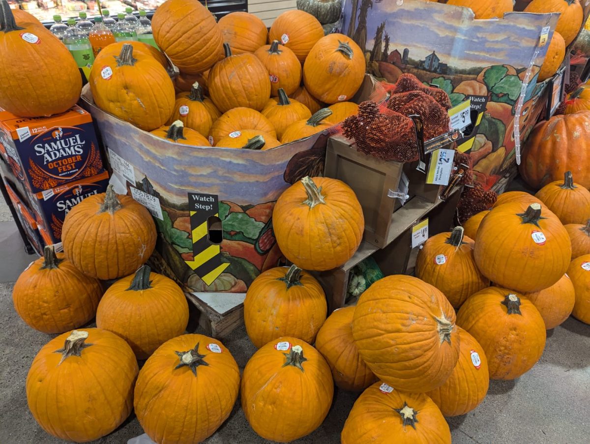 Many pumpkins line are lined up and sold at grocery stores. The seeds in these are edible, too.