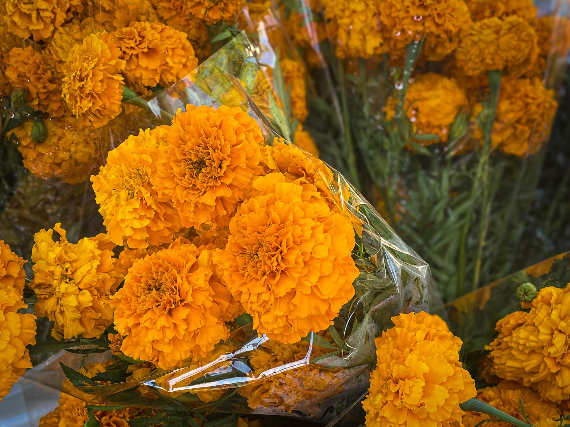 Bouquet of photos of fall farmer's market